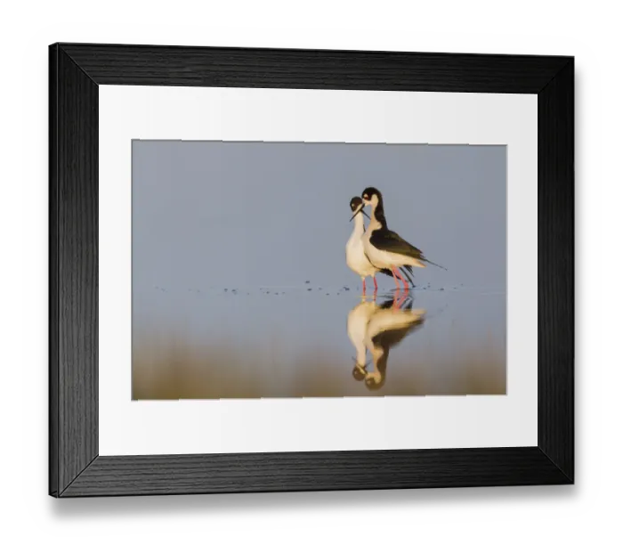 Framed Print : Black-necked Stilts; Courtship dance