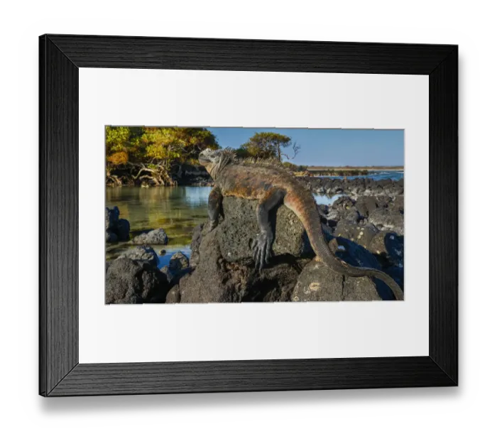 Framed Print : Marine Iguana, Galapagos Islands, Ecuador Framed Print : Marine Iguana, Galapagos Islands, Ecuador