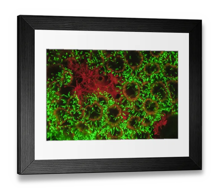 Framed Print : natural occuring Fluorescence emitted at night using special uv blocking filters Framed Print : natural occuring Fluorescence emitted at night using special uv blocking filters