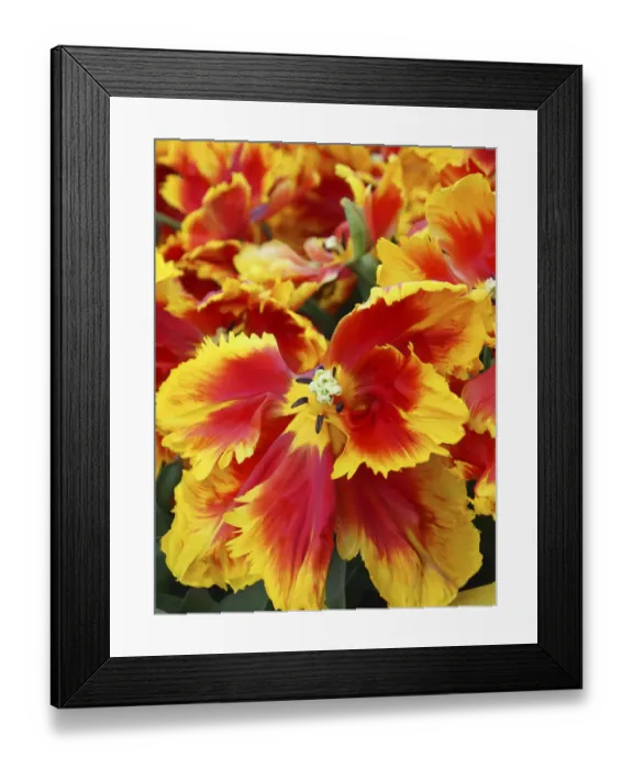Framed Print : Yellow and red parrot tulips Framed Print : Yellow and red parrot tulips
