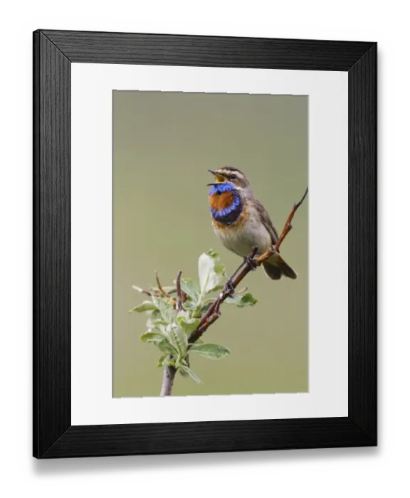 Framed Print : Bluethroat Male; Territory Song Framed Print : Bluethroat Male; Territory Song