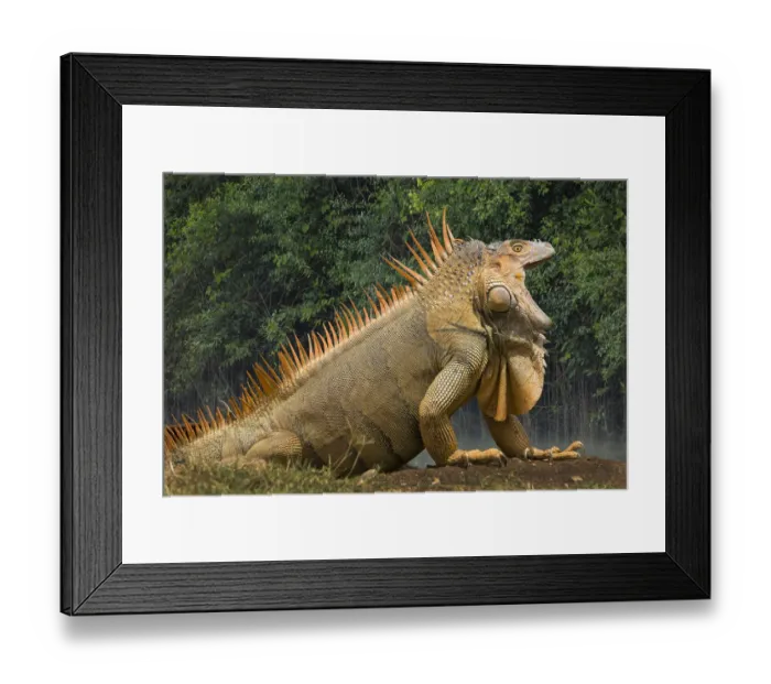Framed Print : Caribbean, Costa Rica. Profile of green iguana
