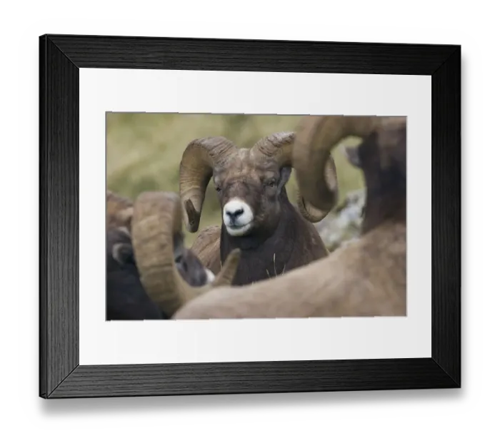 Framed Print : Bighorn Sheep Ram