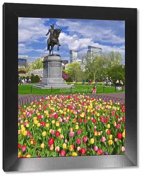 Tulips and George Washington statue at the Boston Public Garden, Boston, Massachusetts