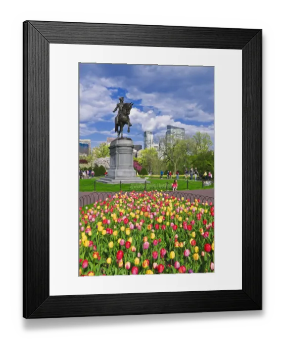 Framed Print : Tulips and George Washington statue at the Boston Public Garden, Boston, Massachusetts Framed Print : Tulips and George Washington statue at the Boston Public Garden, Boston, Massachusetts