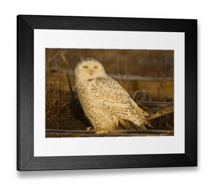 Framed Print : North America; Canada; British Columbia; Snowy Owl Waiting for Prey Framed Print : North America; Canada; British Columbia; Snowy Owl Waiting for Prey
