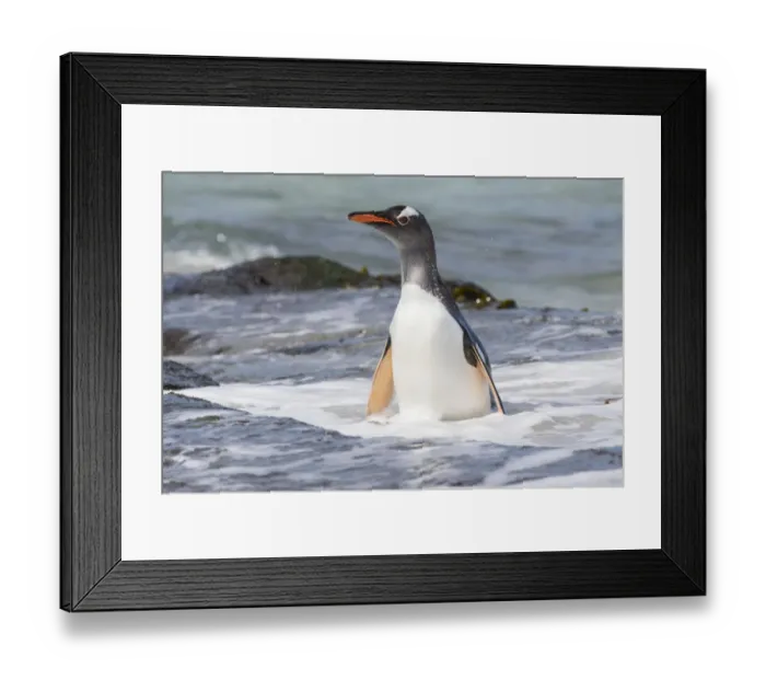 Framed Print : Gentoo Penguin (Pygoscelis papua), Falkland Islands. South America, Falkland Islands