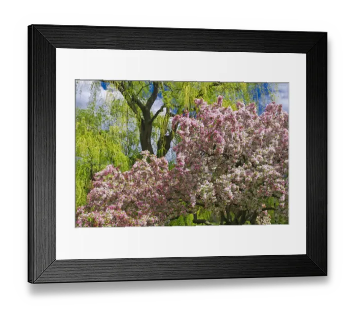 Framed Print : Spring blossoms at the Public Garden, Boston, Massachusetts USA Framed Print : Spring blossoms at the Public Garden, Boston, Massachusetts USA