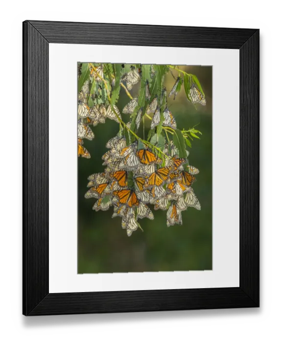 Framed Print : USA, California, San Luis Obispo County. Monarch butterflies in wintering cluster Framed Print : USA, California, San Luis Obispo County. Monarch butterflies in wintering cluster