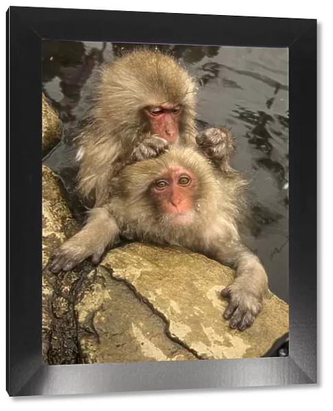 Japan, Yamanouchi, Jigokudani Monkey Park. Japanese macaques grooming. Credit as