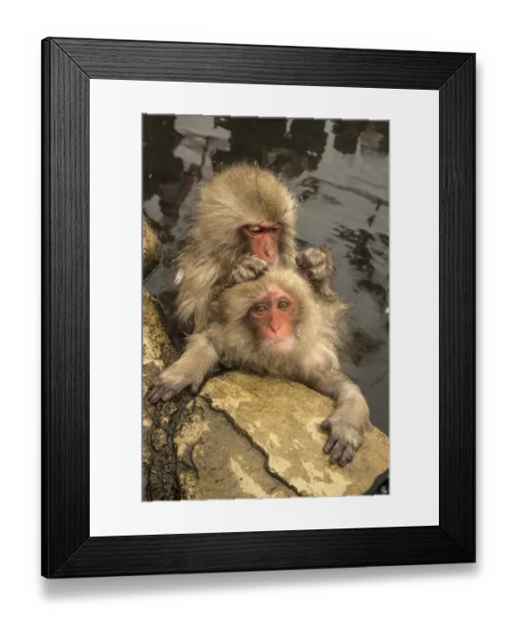 Framed Print : Japan, Yamanouchi, Jigokudani Monkey Park. Japanese macaques grooming. Credit as Framed Print : Japan, Yamanouchi, Jigokudani Monkey Park. Japanese macaques grooming. Credit as