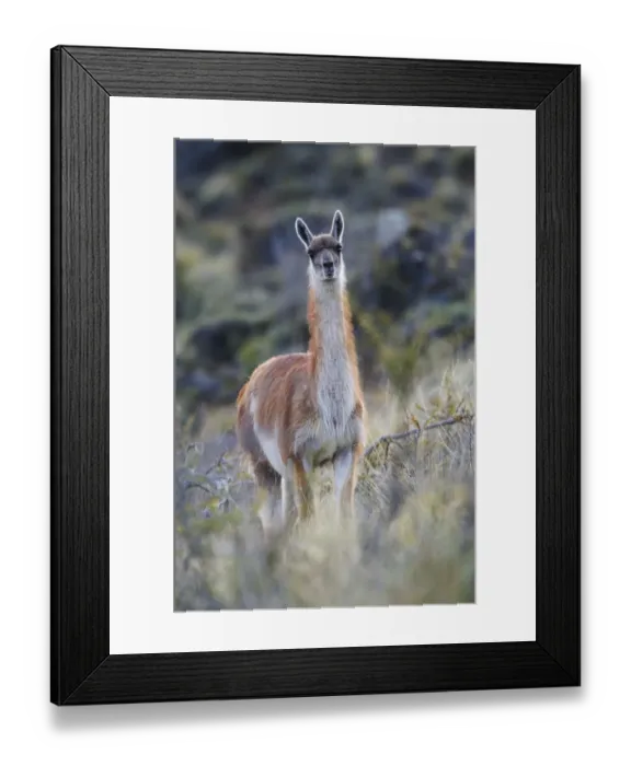 Framed Print : Chile, Aysen, Valle Chacabuco. Guanaco (Lama guanicoe) in Patagonia Park