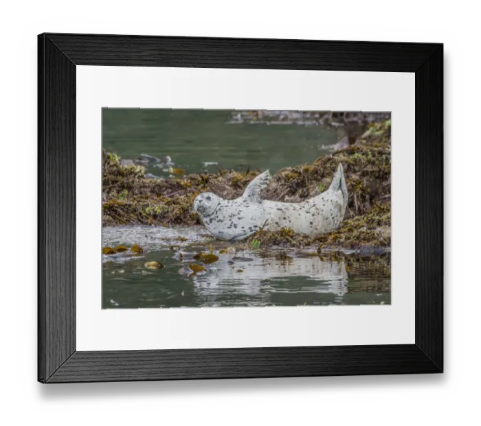 Framed Print : North America, USA, Alaska, Katmai National Park Framed Print : North America, USA, Alaska, Katmai National Park