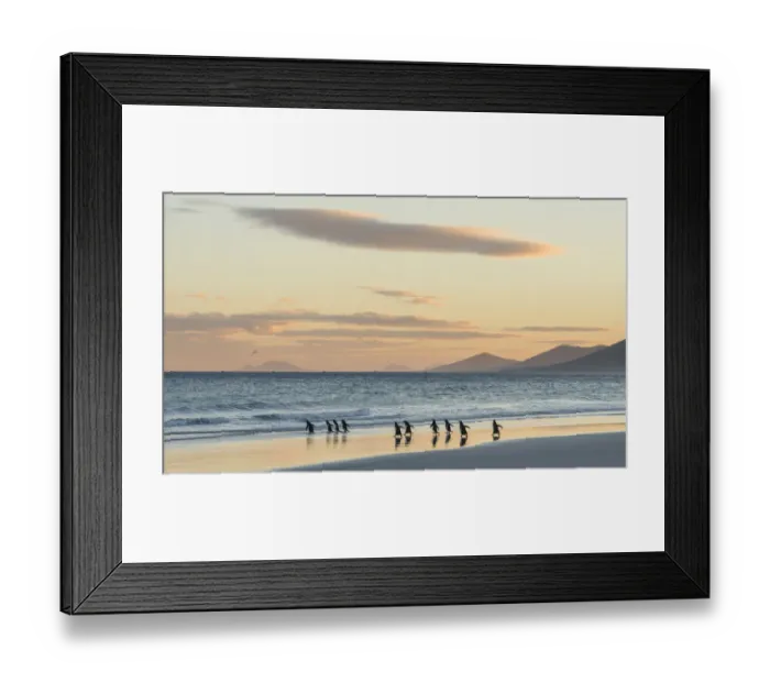 Framed Print : Gentoo Penguin (Pygoscelis papua), Falkland Islands. South America, Falkland Islands