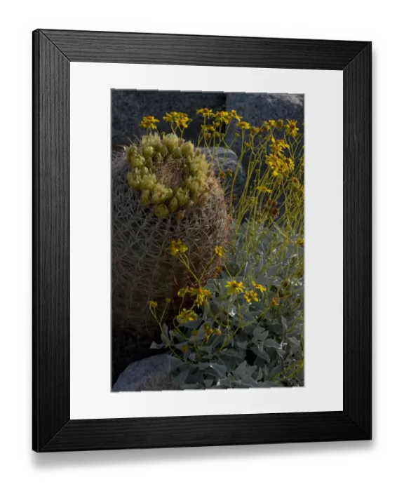 Framed Print : North America, USA, California. Brittlebush (Encalia farinosa), and California Barrel Cactus Framed Print : North America, USA, California. Brittlebush (Encalia farinosa), and California Barrel Cactus