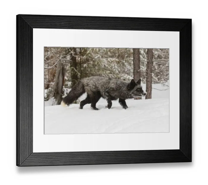 Framed Print : Silver Fox a melanistic form of the red fox, Vulpes vulpes. (Captive) Montana Framed Print : Silver Fox a melanistic form of the red fox, Vulpes vulpes. (Captive) Montana