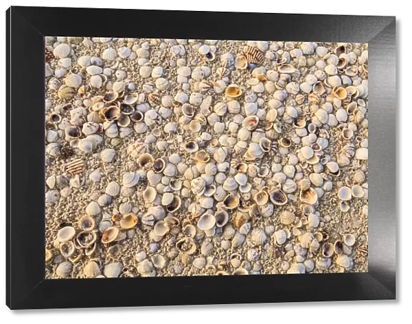 Sea Shells concentrated on beach. Mexico, Yucatan Peninsula, Quintana Roo, Holbox Island