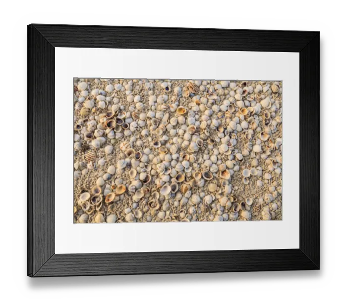 Framed Print : Sea Shells concentrated on beach. Mexico, Yucatan Peninsula, Quintana Roo, Holbox Island Framed Print : Sea Shells concentrated on beach. Mexico, Yucatan Peninsula, Quintana Roo, Holbox Island