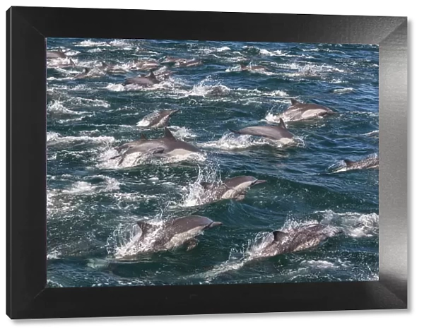 Long-beaked common dolphins, Sea of Cortez, Baja California, Mexico