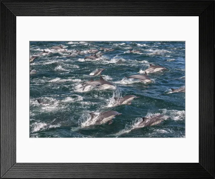 Framed Print : Long-beaked common dolphins, Sea of Cortez, Baja California, Mexico Framed Print : Long-beaked common dolphins, Sea of Cortez, Baja California, Mexico