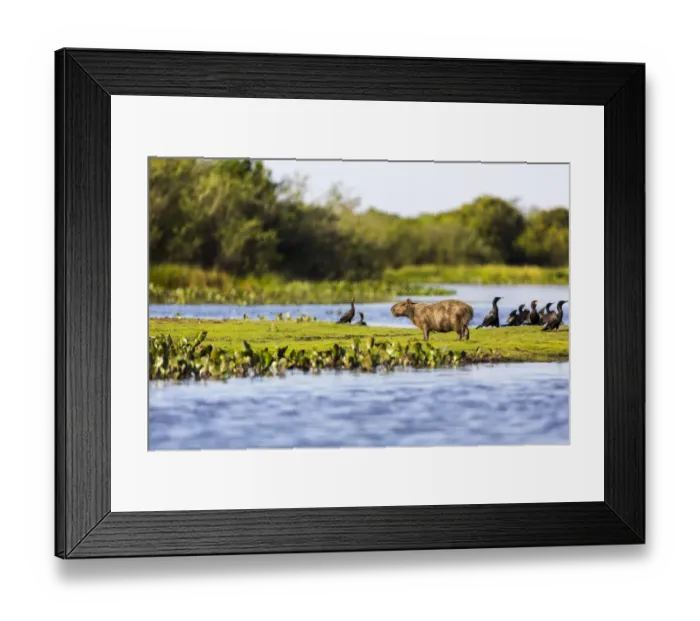 Framed Print : A Capybara rests in warm light on a river bank near a flock of cormorants in the Brazilian Pantanal Framed Print : A Capybara rests in warm light on a river bank near a flock of cormorants in the Brazilian Pantanal