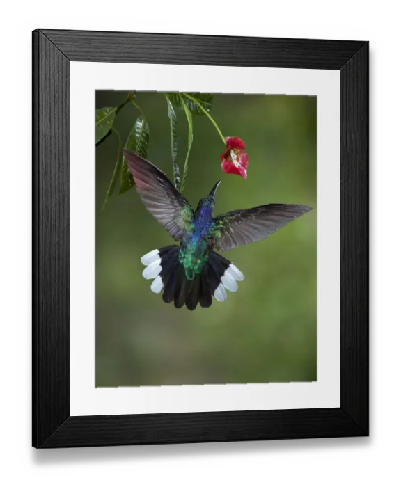 Framed Print : Caribbean, Costa Rica. Violet sabrewing hummingbird feeding Framed Print : Caribbean, Costa Rica. Violet sabrewing hummingbird feeding