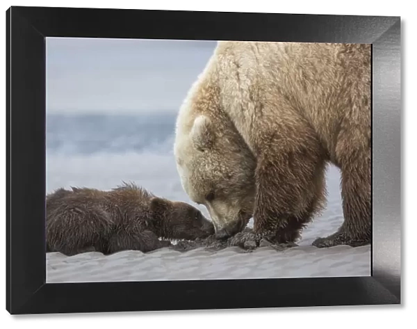 Coastal Grizzly bear cub (ursus arctos) begs for a clam from its mother. Lake Clark National Park