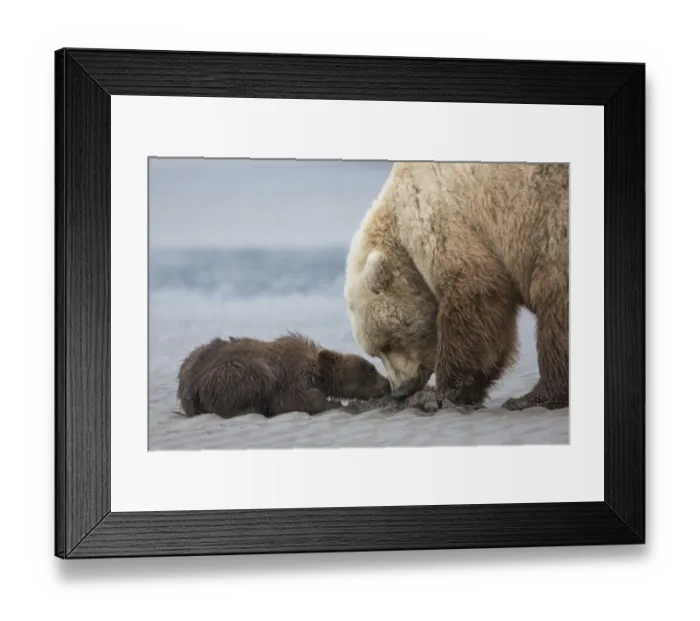 Framed Print : Coastal Grizzly bear cub (ursus arctos) begs for a clam from its mother. Lake Clark National Park Framed Print : Coastal Grizzly bear cub (ursus arctos) begs for a clam from its mother. Lake Clark National Park