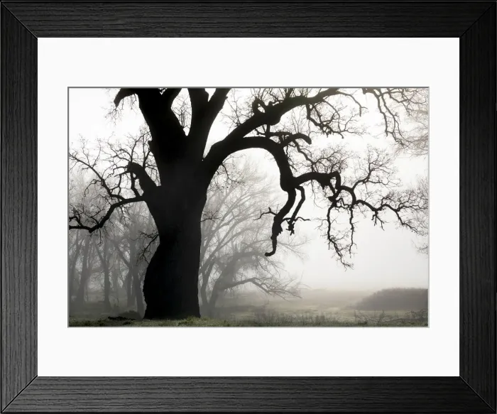 Framed Print : USA, California, Shell Creek. Silhouette of oak tree in fog