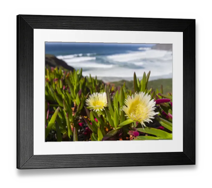 Framed Print : Ice plant or Hottentot-fig, highway ice pant, pigface (Carpobrotus edulis) at the Costa Vicentina Framed Print : Ice plant or Hottentot-fig, highway ice pant, pigface (Carpobrotus edulis) at the Costa Vicentina
