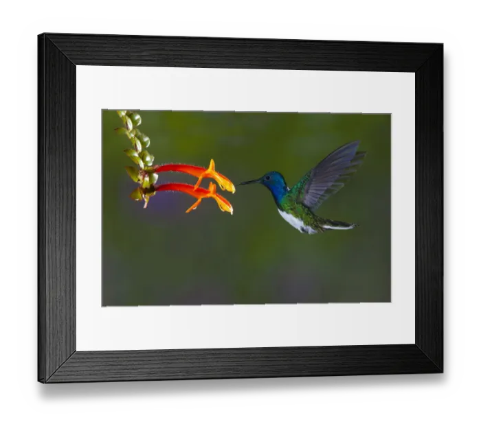 Framed Print : South America, Costa Rica. White-necked jacobin hummingbird Framed Print : South America, Costa Rica. White-necked jacobin hummingbird