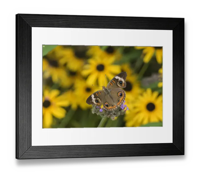 Framed Print : 03411-01117 Common Buckeye (Junonia coenia) on Brazilian Verbena (Verbena bonariensis) Marion Co Framed Print : 03411-01117 Common Buckeye (Junonia coenia) on Brazilian Verbena (Verbena bonariensis) Marion Co