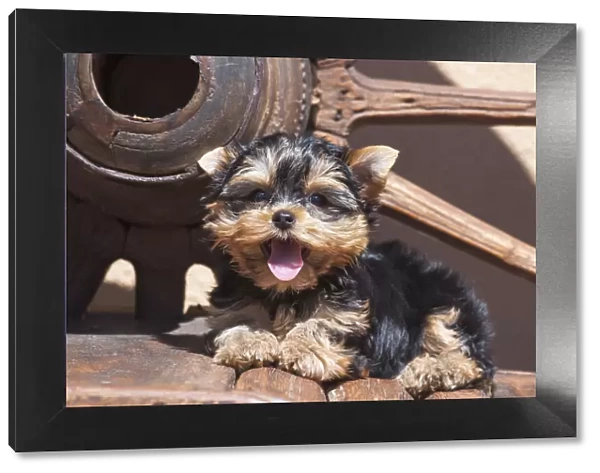 Yorkshire Terrier Puppy laying by wooden wheel