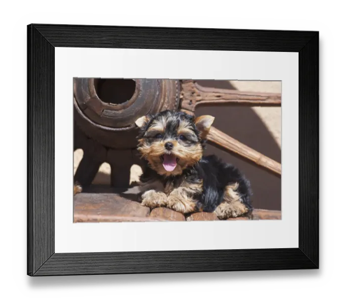 Framed Print : Yorkshire Terrier Puppy laying by wooden wheel