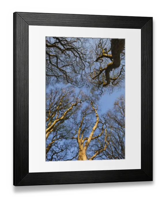 Framed Print : UK, Northern Ireland, County Antrim, Ballymoney, The Dark Hedges, tree-lined road at dawn Framed Print : UK, Northern Ireland, County Antrim, Ballymoney, The Dark Hedges, tree-lined road at dawn