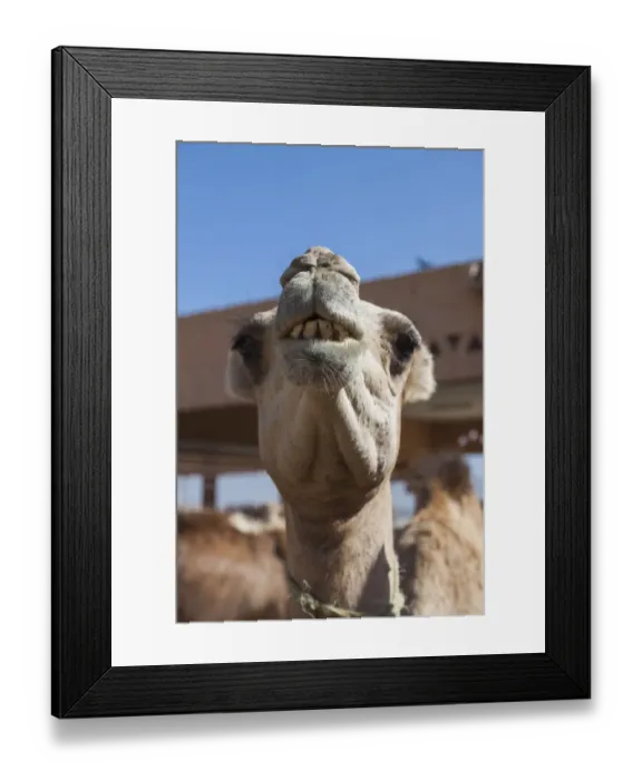 Framed Print : UAE, Al Ain, Jabel Hafeet, Al Ain Camel Market Framed Print : UAE, Al Ain, Jabel Hafeet, Al Ain Camel Market