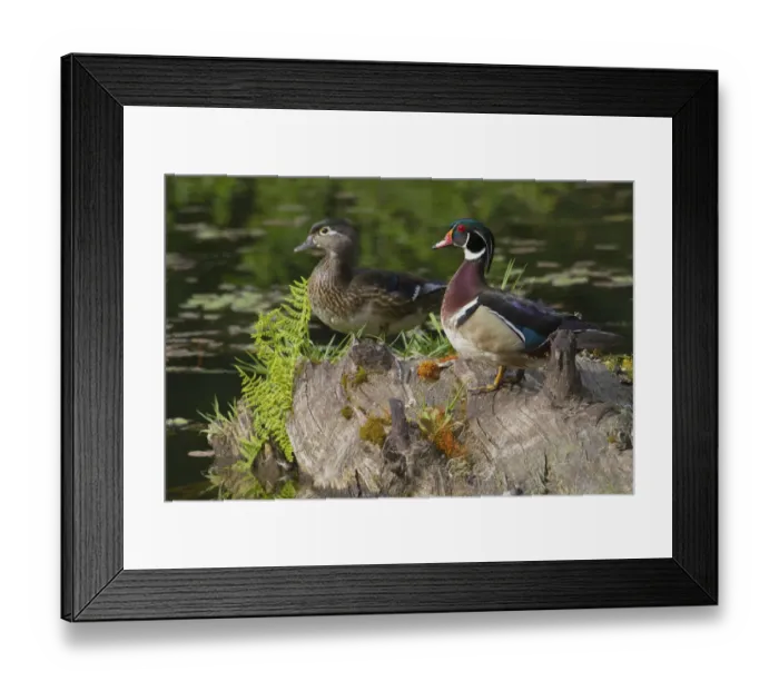Framed Print : Wood Duck Pair Framed Print : Wood Duck Pair