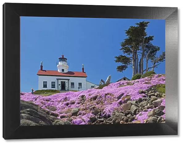 CA, Crescent City, Battery Point Lighthouse; Ice Plants in full bloom