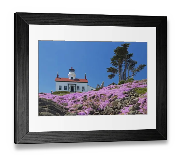 Framed Print : CA, Crescent City, Battery Point Lighthouse; Ice Plants in full bloom Framed Print : CA, Crescent City, Battery Point Lighthouse; Ice Plants in full bloom