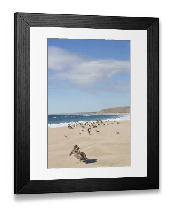 Framed Print : North America, Mexico, Baja Calfornia Sur, Todos Santos, Cerritos Beach. Brown Pelicans Framed Print : North America, Mexico, Baja Calfornia Sur, Todos Santos, Cerritos Beach. Brown Pelicans