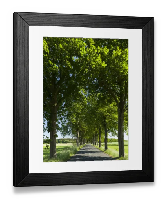 Framed Print : Alley on the island of Usedom. Europe, Germany, Mecklenburg-Western Pomerania, Usedom