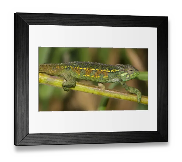 Framed Print : Africa. Tanzania. Rough chameleon (Trioceros rudis) at Ngorongoro crater Framed Print : Africa. Tanzania. Rough chameleon (Trioceros rudis) at Ngorongoro crater