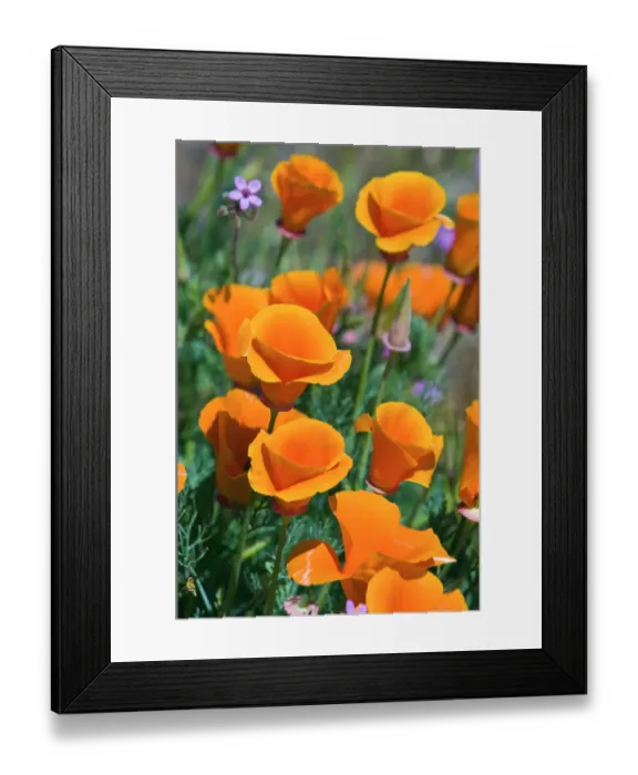 Framed Print : California Poppies (Eschscholtzia californica), Antelope Valley, California USA Framed Print : California Poppies (Eschscholtzia californica), Antelope Valley, California USA