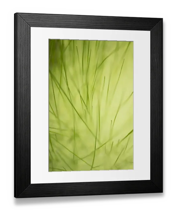 Framed Print : Owyhee County, ID, USA. Grasses detail along the edge of Squaw Creek
