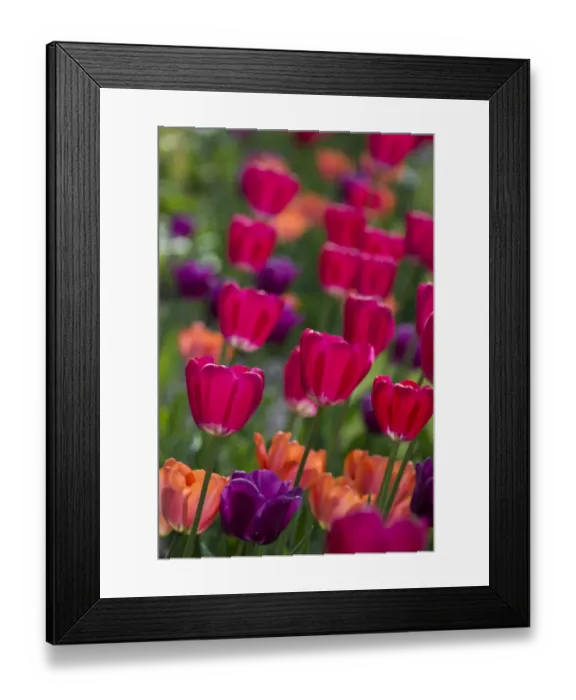 Framed Print : Bright spring tulips Framed Print : Bright spring tulips