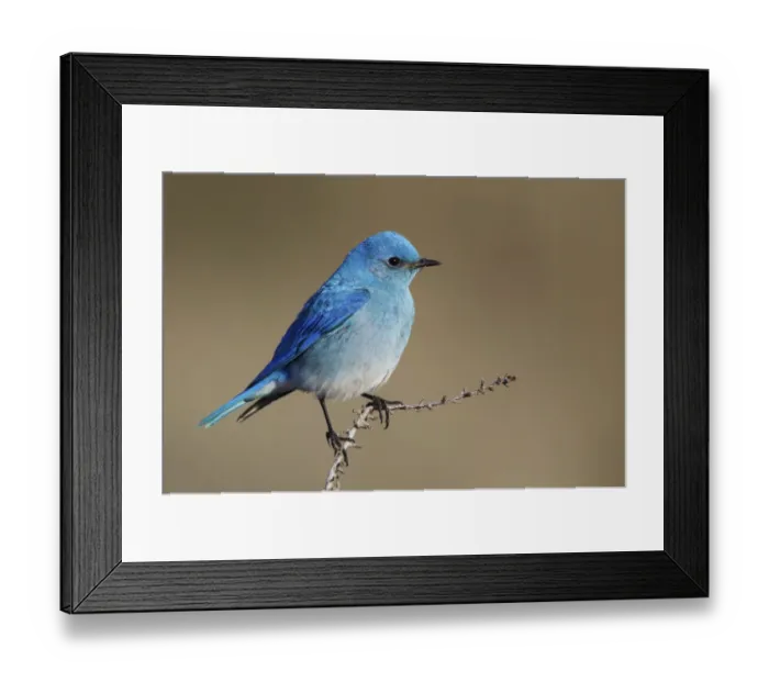 Framed Print : Mountain Bluebird Framed Print : Mountain Bluebird
