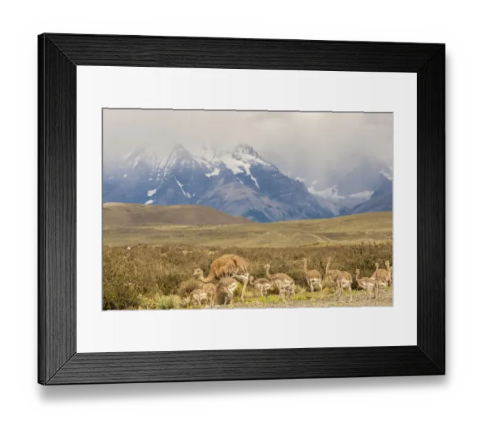 Framed Print : South America, Chile, Patagonia. Rhea father and chicks Framed Print : South America, Chile, Patagonia. Rhea father and chicks