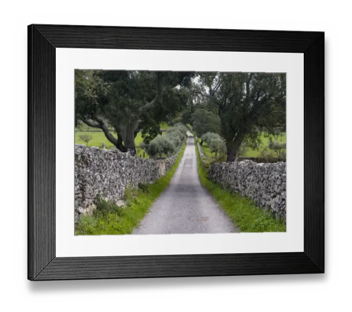 Framed Print : Cork oak (Quercus suber) in the Alentejo. Europe, Southern Europe, Portugal, Alentejo Framed Print : Cork oak (Quercus suber) in the Alentejo. Europe, Southern Europe, Portugal, Alentejo