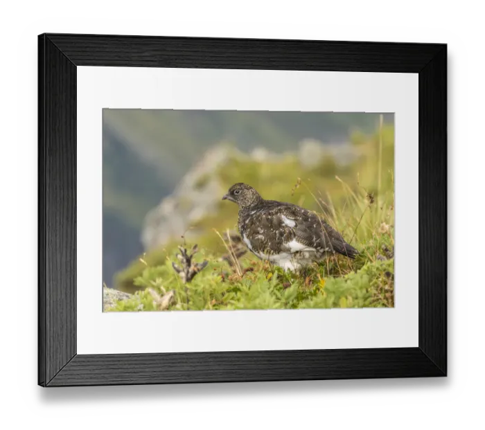 Framed Print : USA, Alaska, Tongass National Forest. Rock ptarmigan in summer plumage. Credit as Framed Print : USA, Alaska, Tongass National Forest. Rock ptarmigan in summer plumage. Credit as