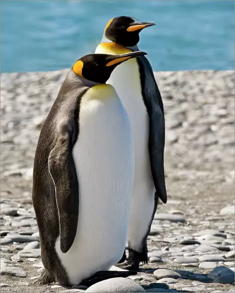 penguin, King, pair